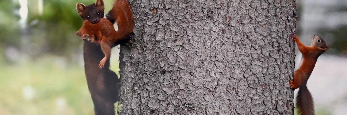Vinnerbildet Møte med naturens lag av Peter Hultén.