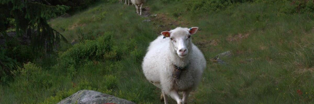 Sauer på utmarksbeite