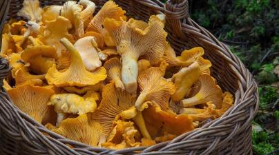 Lenke til artikkel: Sopptur i Trysilskogen