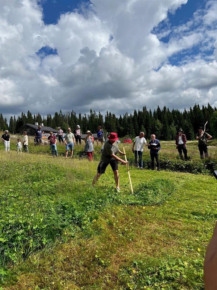 Bilde av ei dame som slår med ljå i åkeren mens mange mennesker står i bakgrunnen - Klikk for stort bilde