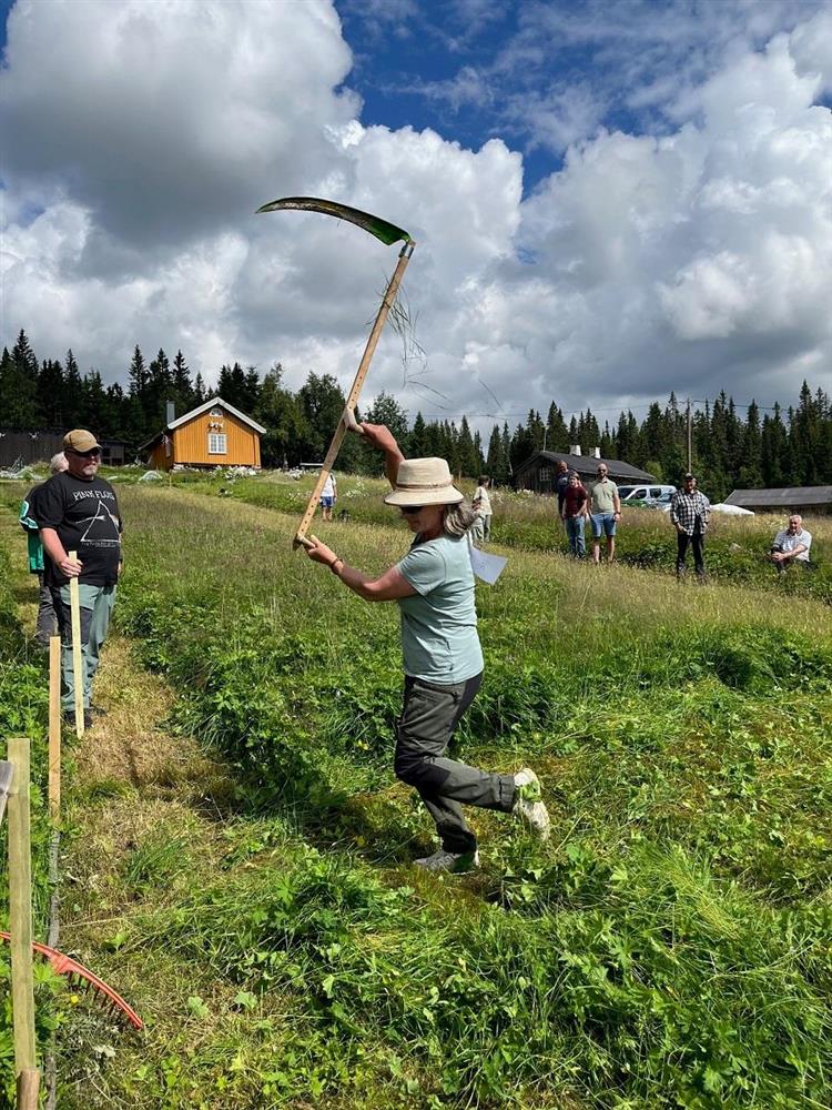 Ei dame som slår med ljå i åkeren med skog og hus i bakgrunnen - Klikk for stort bilde