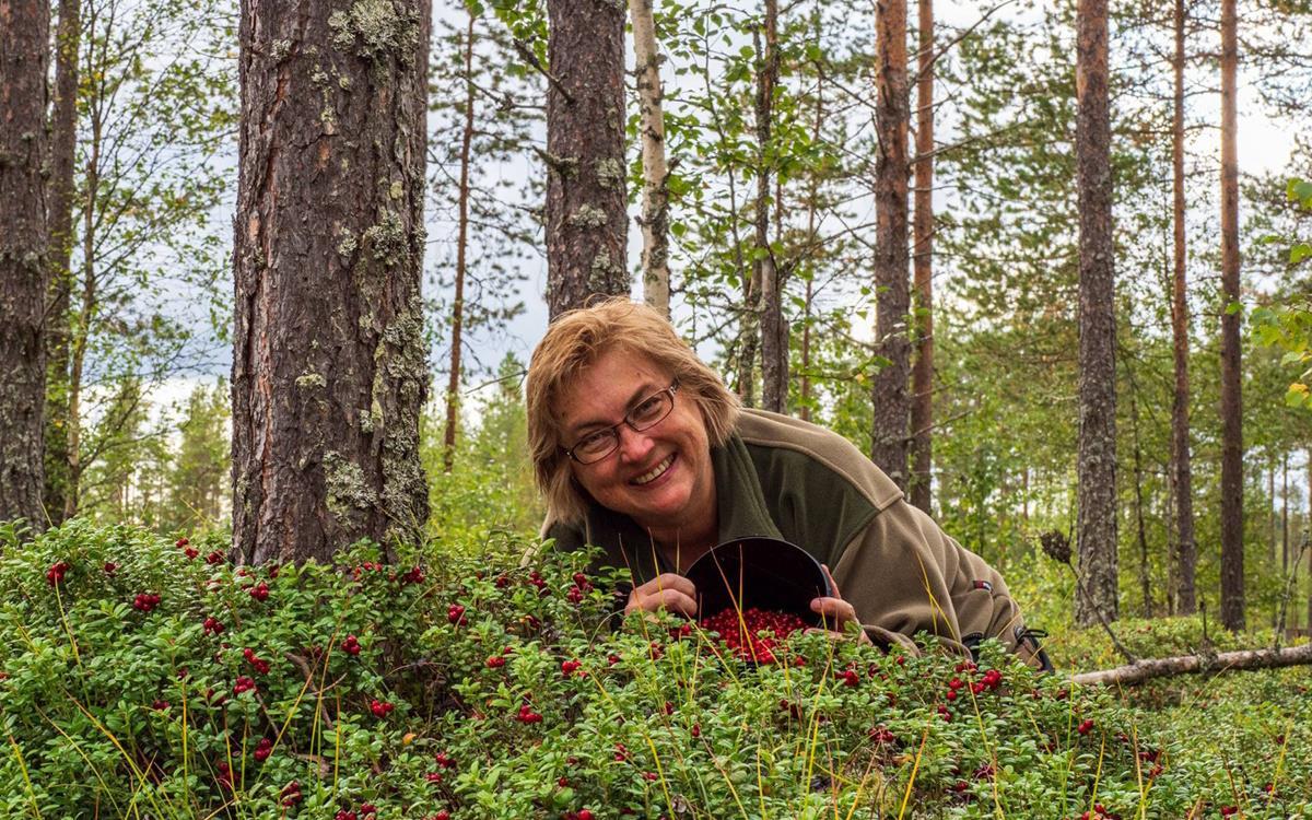 Kvinne med bøtte med bær i tytterbærskogen - Klikk for stort bilde