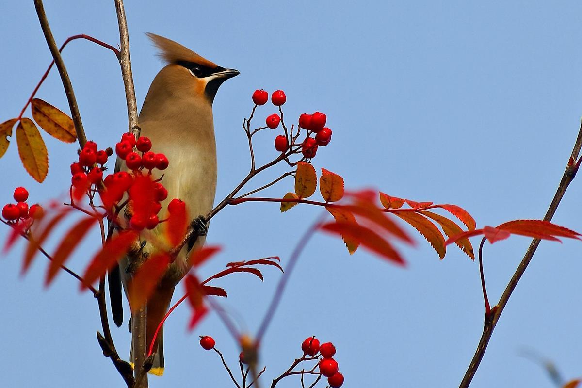 En fugl sitter i et tre med rognebær - Klikk for stort bilde