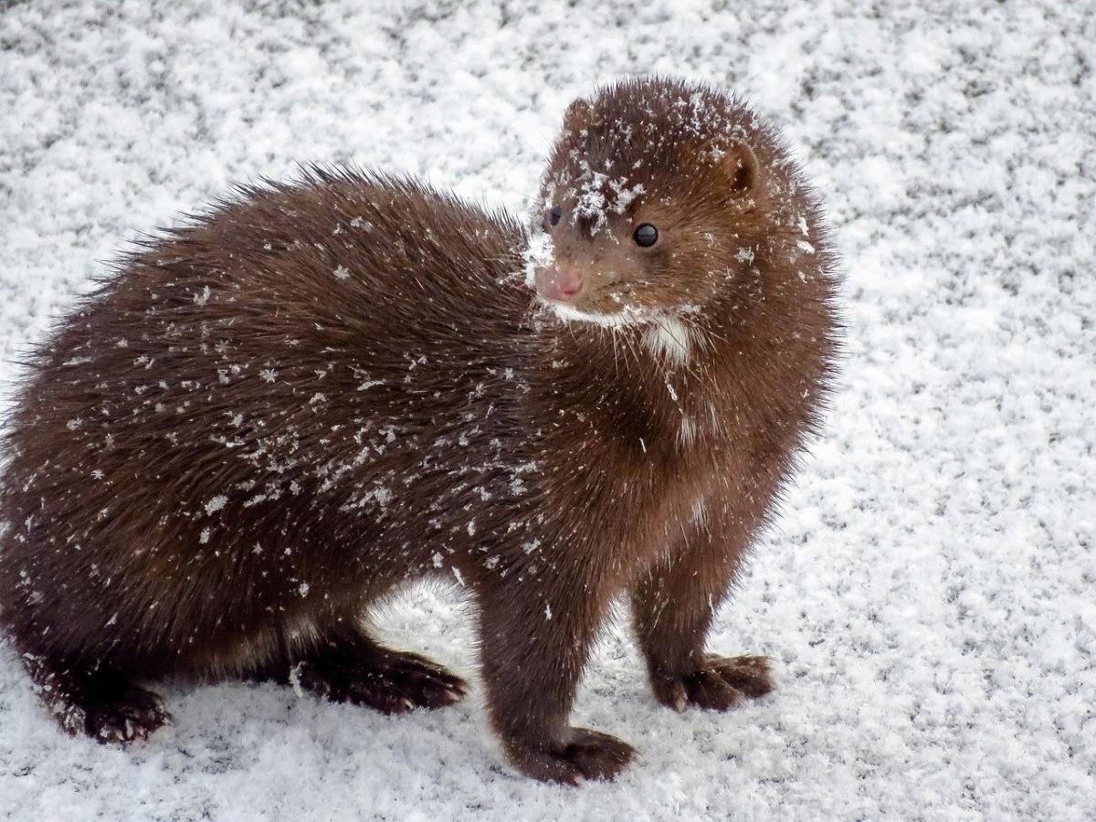 Mink - Klikk for stort bilde