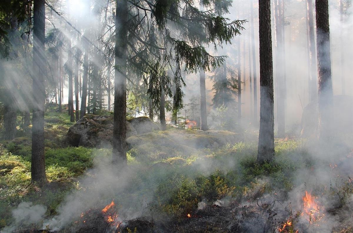 Brann i skogsbunn - Klikk for stort bilde