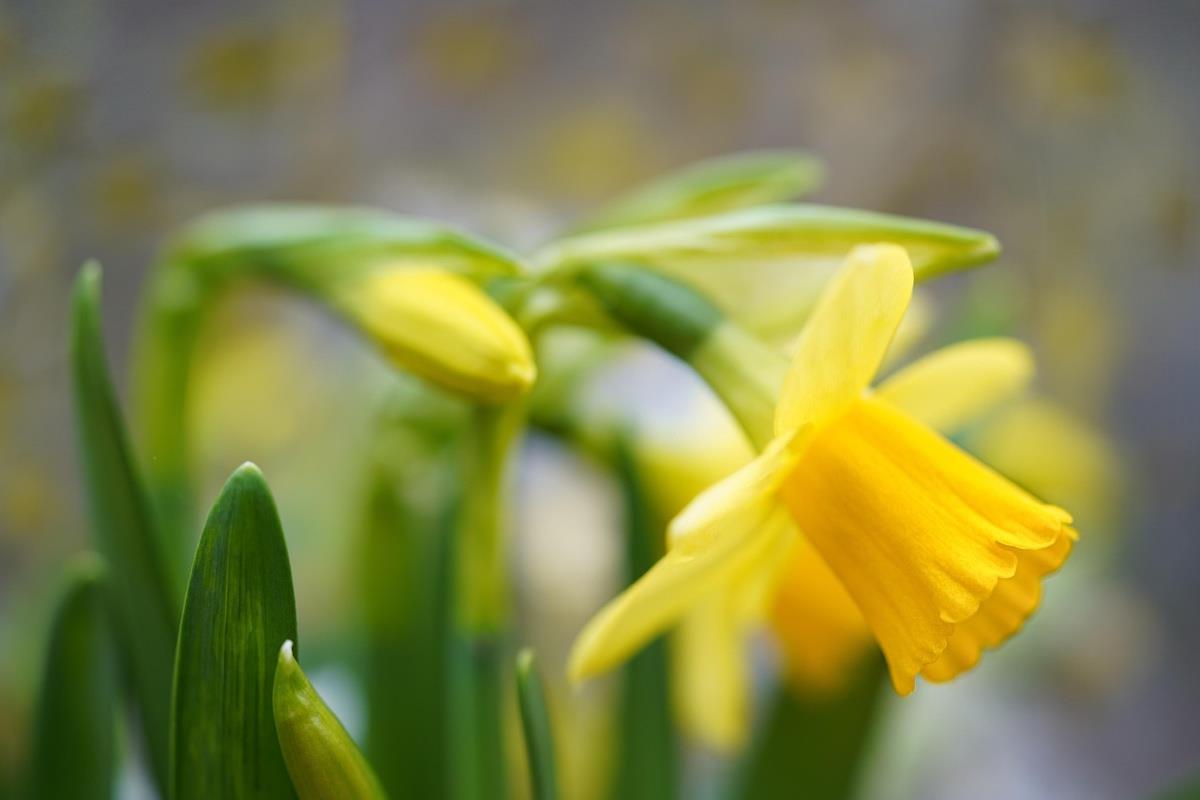 Gule påskeliljer - Klikk for stort bilde