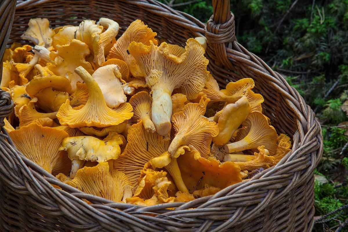 Kurv med kantareller på skogsbunn - Klikk for stort bilde